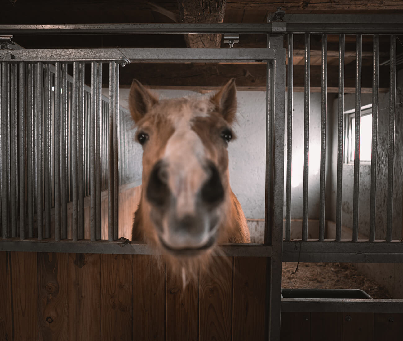 Neugierige Pferdenase im Stall mit Eisentür im brandgut in Viehhofen